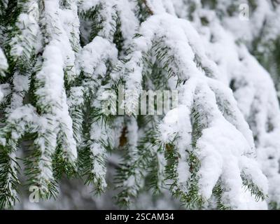 Un abete innevato, perfetto come sfondo per il Natale e l'inverno, con un'atmosfera tranquilla e ghiacciata. Foto Stock