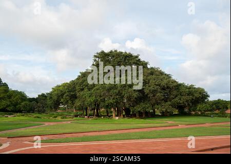AUROVILLE, INDIA - ottobre 2024: L'albero di Banyan, il simbolo di Auroville, nei giardini Matrimandir. Foto Stock