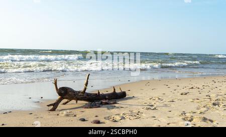 Tronco d'albero con nodi e pietre bagnate sulla riva del Mar Baltico sullo sfondo di onde con schiuma bianca alla luce di fondo del sole sulla Curonian Spit, K. Foto Stock