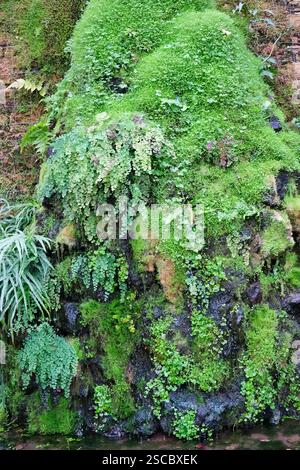 Muschi e felci assortiti che crescono su una parete rocciosa umida sotto copertura in una serra Foto Stock