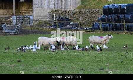Pecore nel campo agricolo e una varietà di avidi uccelli affamati che si radunano in giro, rubano cibo invernale di pecore pizzicanti - North Yorkshire, Inghilterra, Regno Unito. Foto Stock
