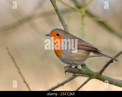 Single Robin erithacus Rubecula in hedgerow febbraio Inverno Foto Stock