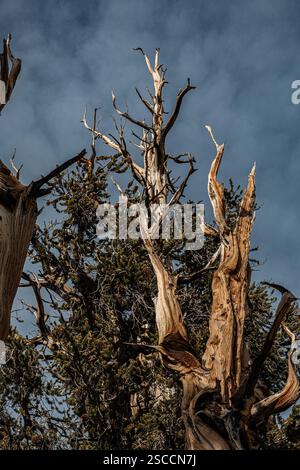 L'antico pino delle setole storto e contorto raggiunge il cielo. I pini di Bristlecone vivono per migliaia di anni. Foto Stock