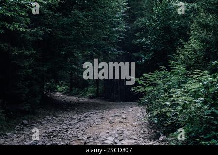 Un sentiero roccioso si snoda attraverso una fitta vegetazione verde, che conduce più in profondità nella tranquilla foresta. Foto Stock
