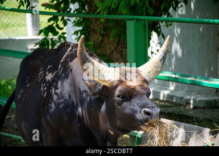 un enorme bufalo nero con grandi corna mangia erba Foto Stock