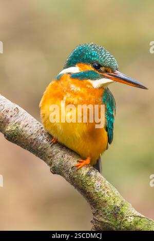 Ritratto di una Kingfisher femmina, nome scientifico: Alcedo atthis. Colorato primo piano di un Kingfisher arroccato su un ramo di betulla argentata e rivolto verso destra. Foto Stock