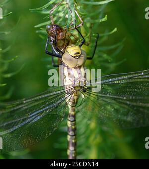 HawkerAeshna cyanea meridionale, è scesa da uno stagno nelle piante e si aggrappa alla pelle larvale da cui è appena muta fino alle sue ali Foto Stock