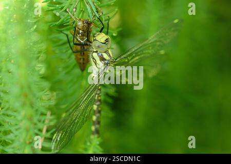 HawkerAeshna cyanea meridionale, è scesa da uno stagno nelle piante e si aggrappa alla pelle larvale da cui è appena muta fino alle sue ali Foto Stock