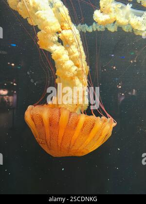 L'ortica marina del Pacifico (Chrysaora fuscescens) galleggia con grazia con lunghi tentacoli che scorrono e braccia orali volteggiate su uno sfondo scuro Foto Stock