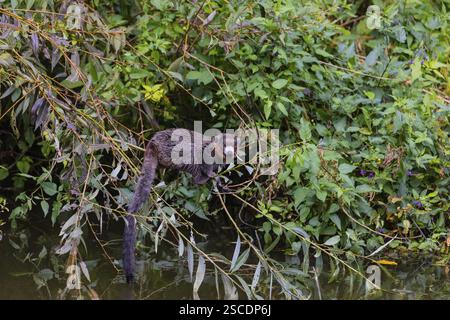 Un lembo maschile di mangusta (Eulemur mongoz) seduto su un ramoscello nella vegetazione ripariale, proprio sopra l'acqua e mangiando foglie Foto Stock
