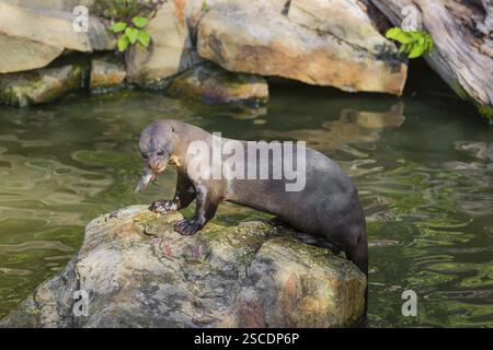 Una lontra gigante o lontra gigante di fiume (Pteronura brasiliensis) si trova su una roccia nelle acque poco profonde di un piccolo fiume e mangia un pesce gatto Foto Stock