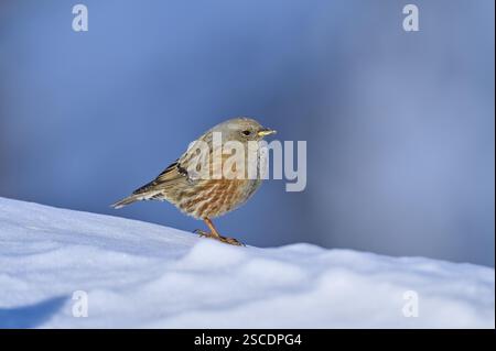 Accentor alpino (Prunella collaris), in piedi sulla neve con fondo azzurro, passo Gemmi, Leukerbad, Leuk, Vallese, Svizzera, Europa Foto Stock