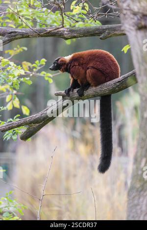 Un lembo con rughe rosse, Varecia rubra, si trova sul ramo di un albero Foto Stock