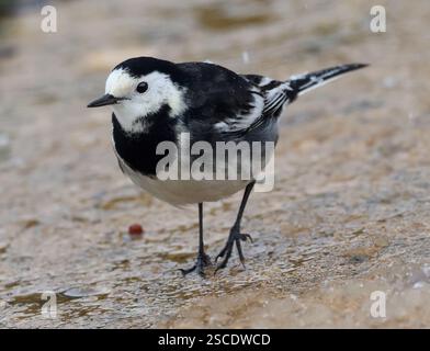 Un Pied Wagtail (Motacilla alba) nel mio giardino sul retro a Winchcombe Gloucestershire Regno Unito Foto Stock