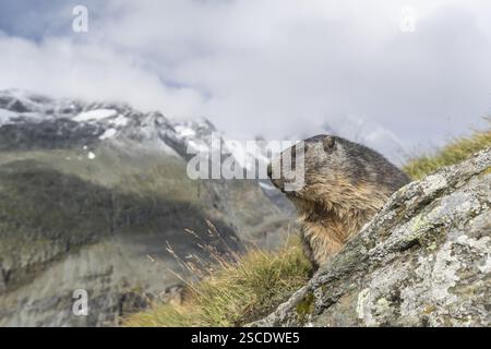 Una marmotta alpina, Marmota marmota, seduta su una scogliera a guardia dei nemici. Erba verde e cielo blu con nuvole. Strada alpina di Grossglockner, Hoh Foto Stock
