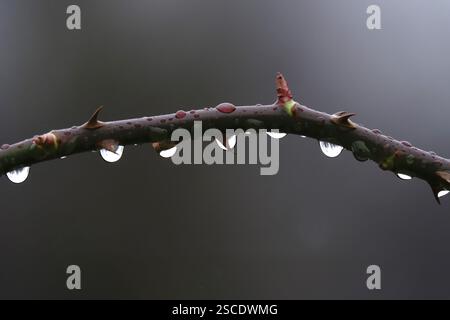 Ramo di rosa spinoso con goccioline d'acqua, fotografia macro, Germania, Europa Foto Stock