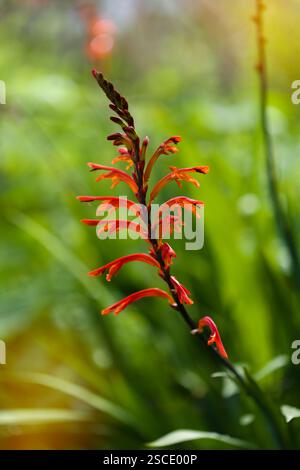 Flora di Gran Canaria - Chasmanthe aethiopica, Cobra Lily, specie introdotte e invasive, sfondo naturale macro floreale Foto Stock