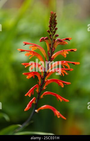 Flora di Gran Canaria - Chasmanthe aethiopica, Cobra Lily, specie introdotte e invasive, sfondo naturale macro floreale Foto Stock