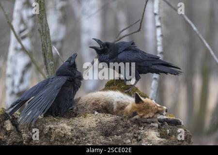 Due corvi comuni (Corvus corax), combattendo e nutrendosi della carcassa di una volpe rossa sdraiata su pietre in una foresta di betulle Foto Stock