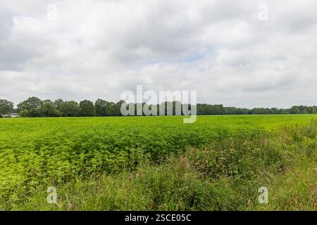 Terreni agricoli con canapa coltivata legalmente utilizzati per tessuti a Drenthe, Paesi Bassi Foto Stock