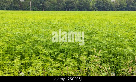 Terreni agricoli con canapa coltivata legalmente utilizzati per tessuti a Drenthe, Paesi Bassi Foto Stock