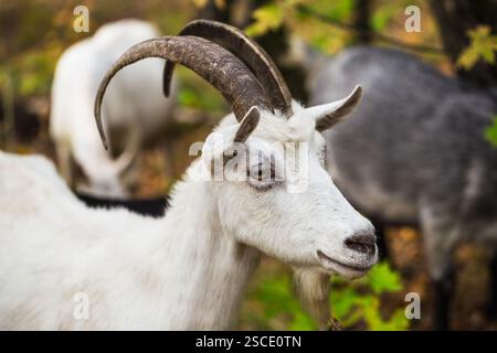 La capra bruna senza corna al prato Foto Stock