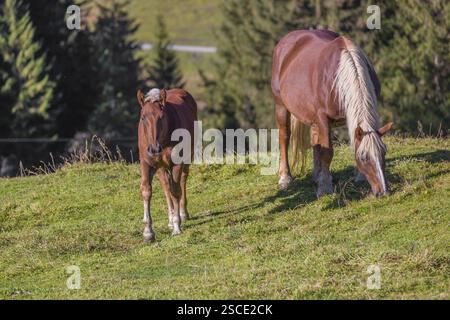 Un cavallo Noriker color castagno o Norico-Pinzgauer, mare e puledro, si erge su un soleggiato paddock Foto Stock