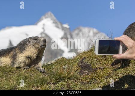 Una Marmotta alpina, Marmota Marmota, che viene ripresa o fotografata con uno smartphone a distanza ravvicinata. Luce del mattino presto. Erba verde e cl Foto Stock