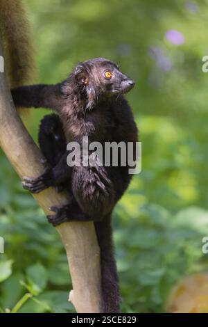 Un lemure nero maschio (Eulemur macaco) seduto su un albero, con una vegetazione verde sullo sfondo Foto Stock