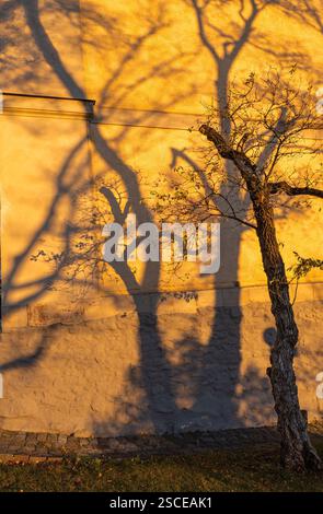 Un albero proietta intricate ombre su una parete testurizzata durante l'ora d'oro, creando una scena drammatica e artistica con una luce calda e un tessuto a contrasto Foto Stock