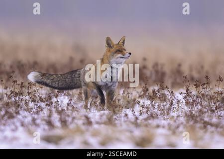 Volpe rossa (Vulpes vulpes), foraggiata in un prato coperto di neve, riserva della biosfera, Alb svevo, Baden-Wuerttemberg, Germania, Europa Foto Stock