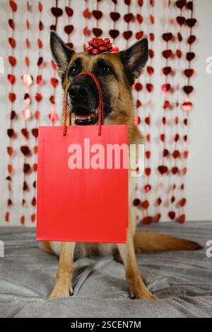 Concetto di San Valentino. Cane pastore tedesco con arco rosso sulla testa che regge un sacchetto di carta regalo rosso. Animali domestici innamorati per festeggiare la giornata delle valentine. Post romantico Foto Stock