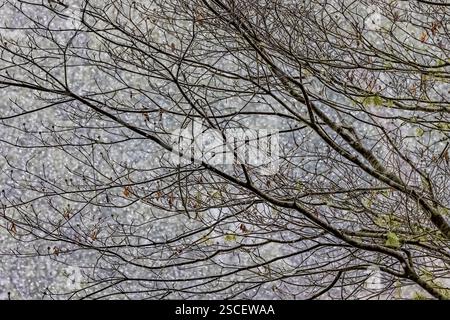 Red Alder, Alnus rubra, con neve aggrappata ai ramoscelli della penisola olimpica, Washington State, USA Foto Stock