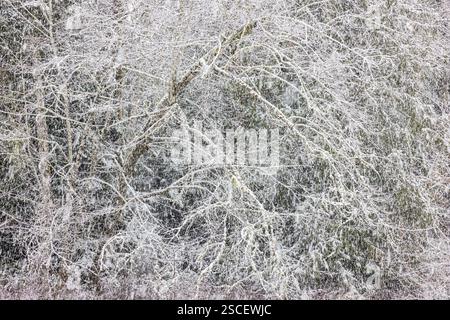 Foresta costiera, con l'Alder Rosso e le conifere, nella neve sulla penisola olimpica, nello stato di Washington, Stati Uniti Foto Stock