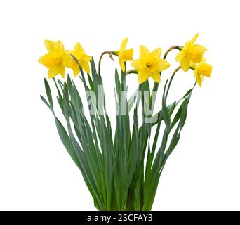 Gruppo di narcisi gialli primaverili intaglio isolato su bianco Foto Stock
