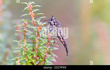 Primo piano immagine macro della specie Cerdistus Robber mosca che riposa sulla pianta, Mount Wellington, Hobart, Tasmania, Australia Foto Stock