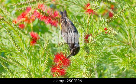 Primo piano dell'uccello New Holland Honeyeater (Phylidonyris novaehollandiae) che si nutre per il nettare nei fiori rossi del callistone melaleuca, Hobart, Australia Foto Stock