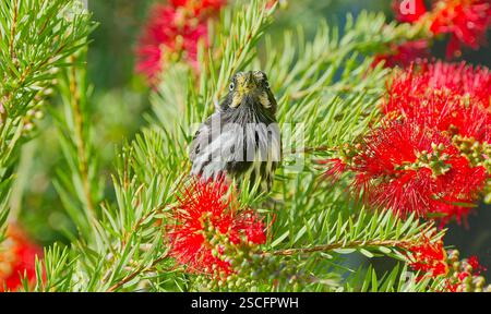 Primo piano dell'uccello New Holland Honeyeater (Phylidonyris novaehollandiae) che si nutre per il nettare nei fiori rossi del callistone melaleuca, Hobart, Australia Foto Stock