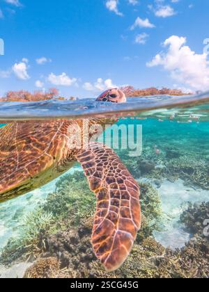 Tartaruga che fa un respiro in superficie a Lady Elliot Island sulla grande Barriera Corallina Foto Stock