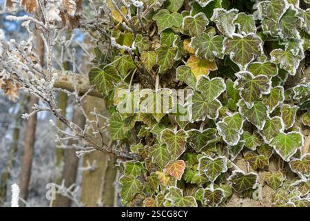 Albero con pianta di edera e hoarfrost in inverno Foto Stock