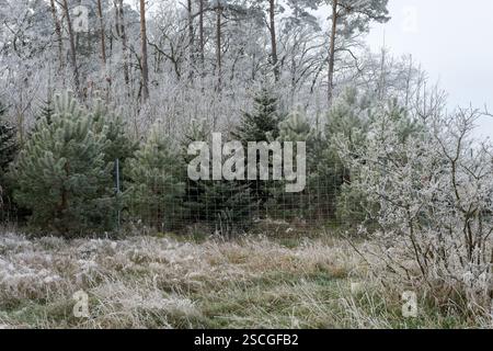 Piantare conifere giovani con recinzione protettiva Foto Stock