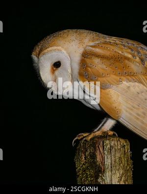 Gufo di fienile di notte Foto Stock