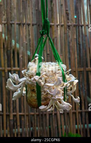 Funghi di ostriche coltivati in un sacco appeso, isolati su uno sfondo sfocato. Primo piano. Foto Stock