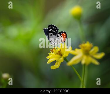 Un Pierrot rosso (Talicada nyseus), che si nutre di alcuni fiori gialli nel giardino. Una piccola ma impressionante farfalla trovata nel subcontinente indiano e Sou Foto Stock
