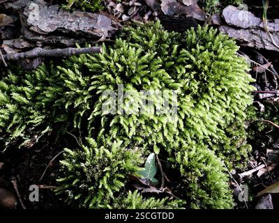 Il vero muschio dentato è un elemento affascinante dell'ecologia forestale e svolge un ruolo cruciale nell'ecosistema. Foto Stock