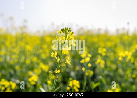 campo di senape con fiori gialli al giorno di luce Foto Stock