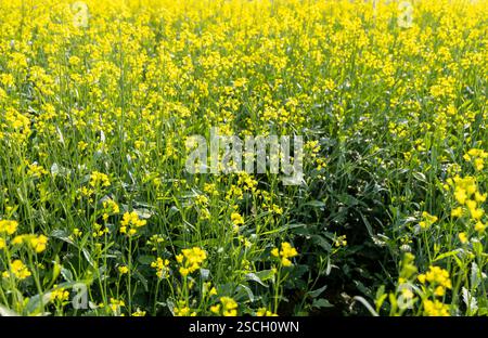 campo di senape con fiori gialli al giorno di luce Foto Stock