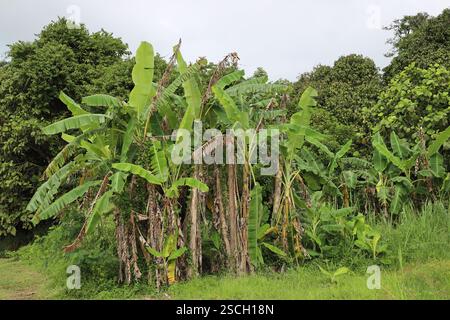 foglie lussureggianti di alberi di banane di colore verde chiaro contro la foresta verde scuro sotto cieli grigi (grigi) nuvolosi Foto Stock