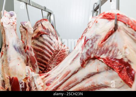 Carcasse di carne appena macellate appese ai ganci in un magazzino frigorifero, che mostrano la consistenza e il colore grezzi della carne Foto Stock