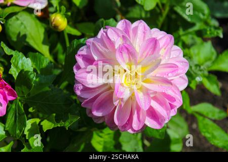 Primo piano di un giardino dahlia Foto Stock